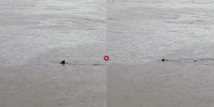 karxaries_sthn_steria