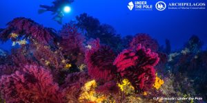 koralligeni_oikosistimata_