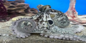 octopus_
