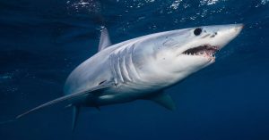 karharies-stis-ellinikes-thalasses