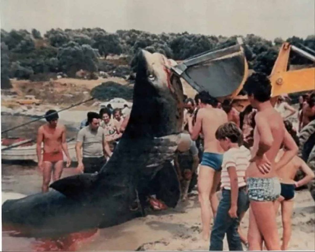 Οι καρχαρίες στις ελληνικές θάλασσες: Τεράστιος λευκός καρχαρίας που αλιεύθηκε το 1985 στο Παλιούρι Χαλκιδικής.