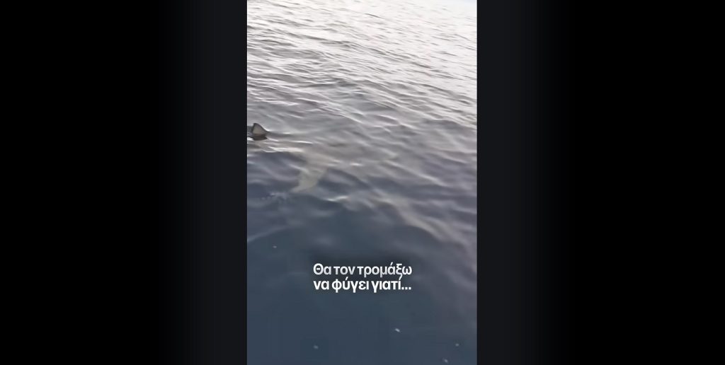 Σε απόσταση αναπνοής από καρχαρία στη Κέρκυρα: «Τόσο κοντά πρώτη φορά το βλέπω» (Βίντεο)