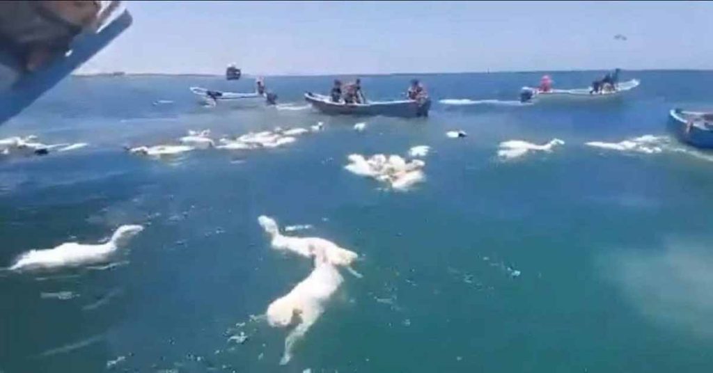 Πλοίο με πρόβατα παίρνει κλίση και τα ζώα πέφτουν στη θάλασσα στην Υεμένη