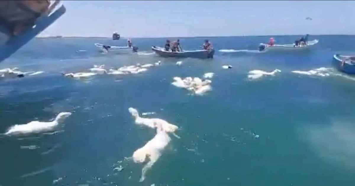 Πλοίο με πρόβατα παίρνει κλίση και τα ζώα πέφτουν στη θάλασσα στην Υεμένη