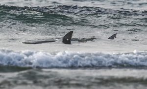 shark_