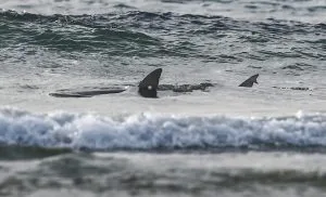 shark_
