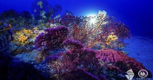 koralligeni_oikosustimata_