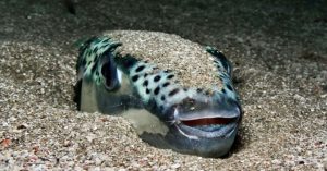 Επιστήμονες κρούουν τον κώδωνα του κινδύνου μετά την εμφάνιση επικίνδυνου εισβολέα στη Μεσόγειο