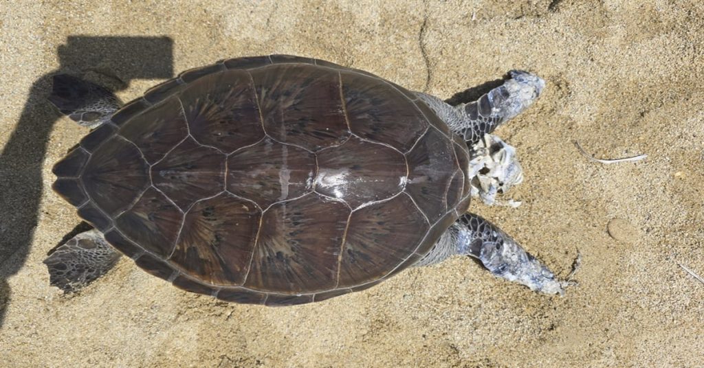 Νεκρή θαλάσσια χελώνα στη Νάξο - Δεν πρόκειται για φυσικό θάνατο