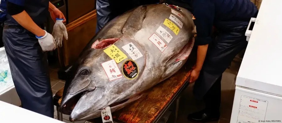 Ιαπωνία: Πανάκριβος τόνος πωλήθηκε σε εξωφρενική τιμή