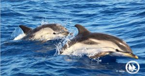zonodelfina_aigaio_