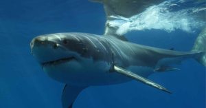 largest_white_shark_