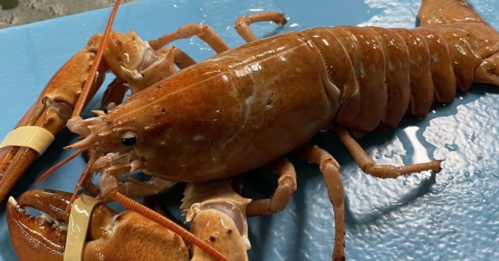Σπάνιος χρυσός αστακός σώθηκε χάρη στην παρατηρητικότητα ενός μάγειρα