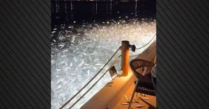 psaria_thalassa_ (2)