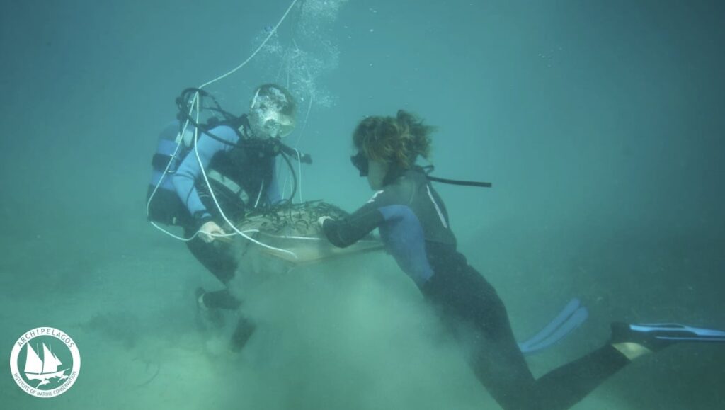 Φυτεύοντας Υποβρύχιους Κήπους Ποσειδωνίας