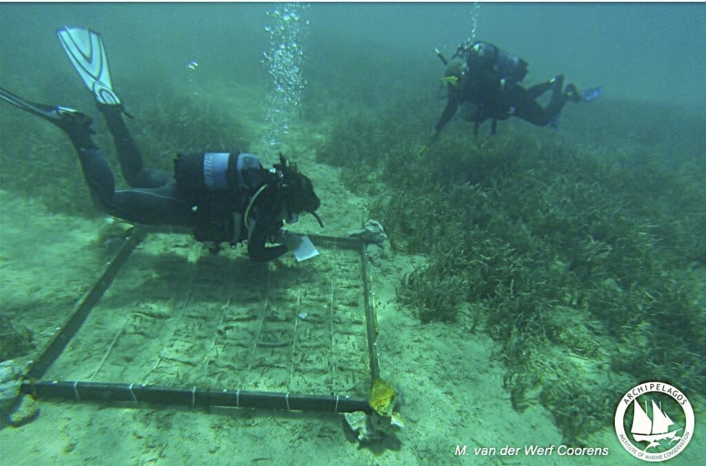 Φυτεύοντας Υποβρύχιους Κήπους Ποσειδωνίας