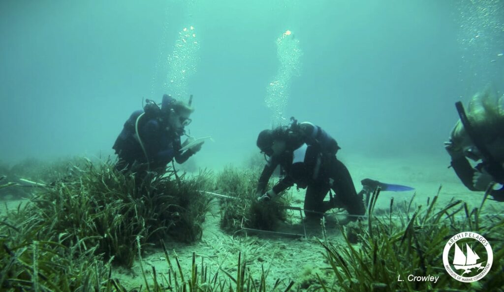 Φυτεύοντας Υποβρύχιους Κήπους Ποσειδωνίας