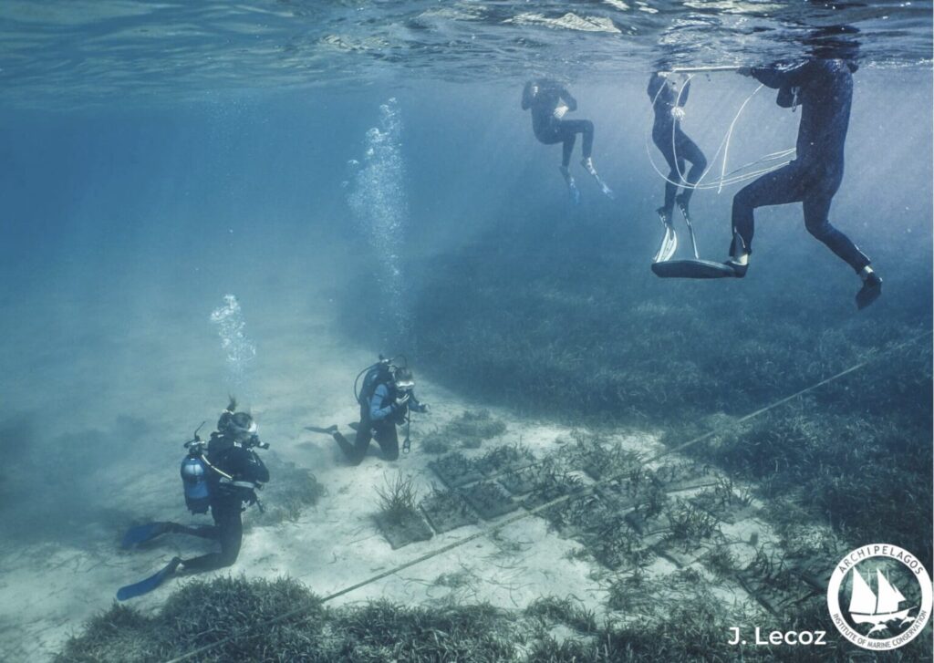 Φυτεύοντας Υποβρύχιους Κήπους Ποσειδωνίας