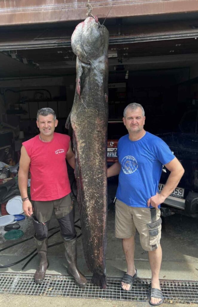 γουλιανό 100 κιλών