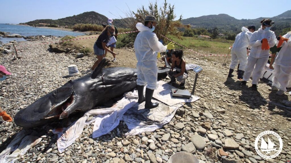 Νεαρός φυσητήρας εκβράστηκε νεκρός