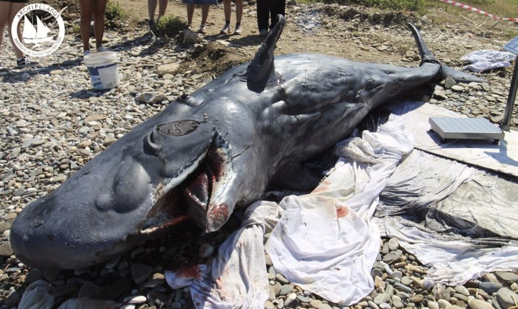 Νεαρός φυσητήρας εκβράστηκε νεκρός