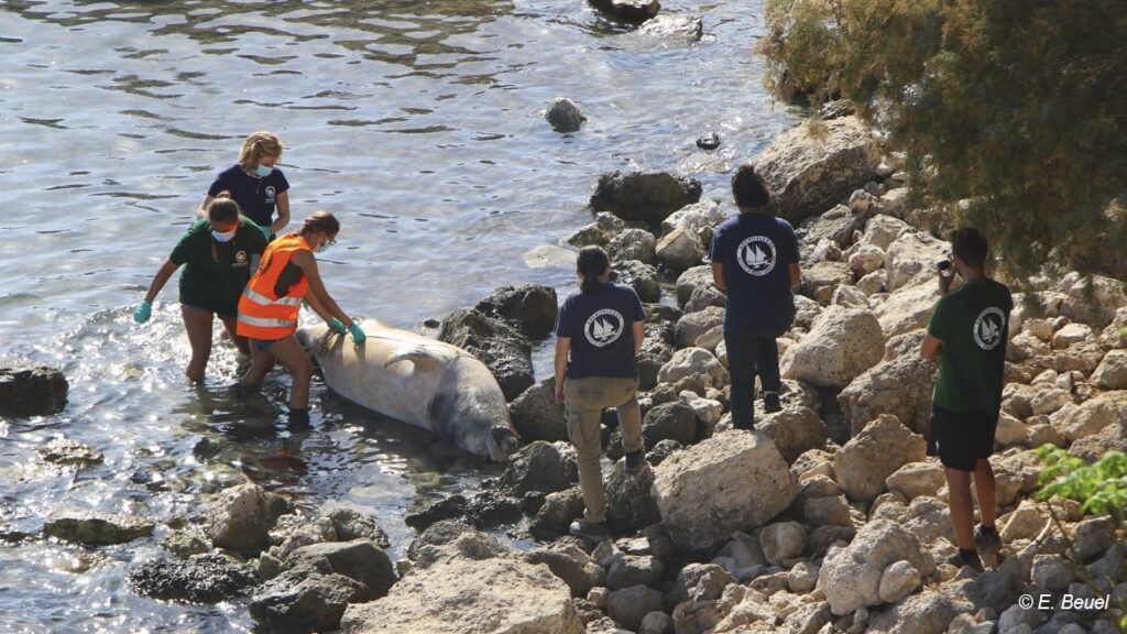 μεσογειακή φώκια