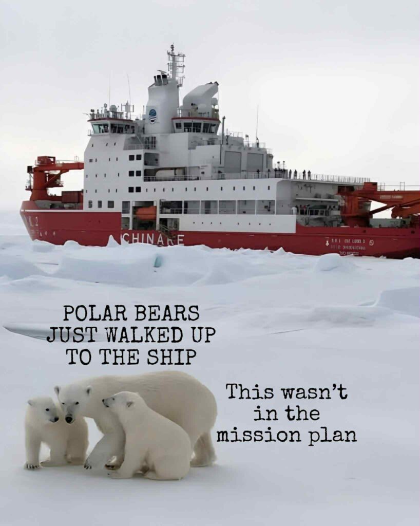 Μητέρα πολική αρκούδα και τα μικρά της πλησιάζουν παγοθραυστικό