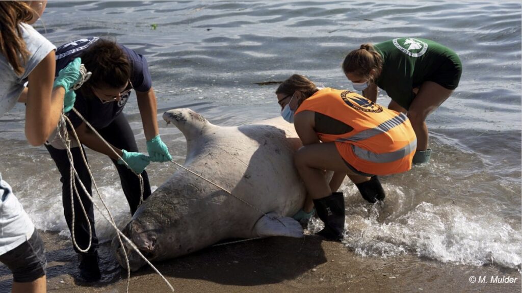 μεσογειακή φώκια