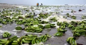 Μεγάλα προβλήματα και καθυστερήσεις προκλήθηκαν στο λιμάνι του Southampton από την πτώση εμπορευματοκιβωτίων-ψυγείων με μπανάνες.