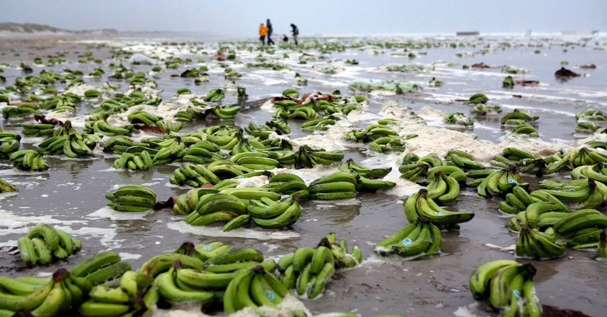 Μεγάλα προβλήματα και καθυστερήσεις προκλήθηκαν στο λιμάνι του Southampton από την πτώση εμπορευματοκιβωτίων-ψυγείων με μπανάνες.