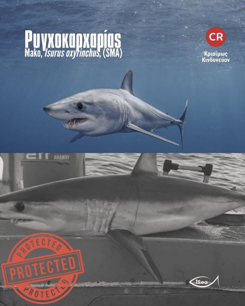 Νέο περιστατικό παράνομης αλίευσης προστατευόμενου είδους καρχαρία