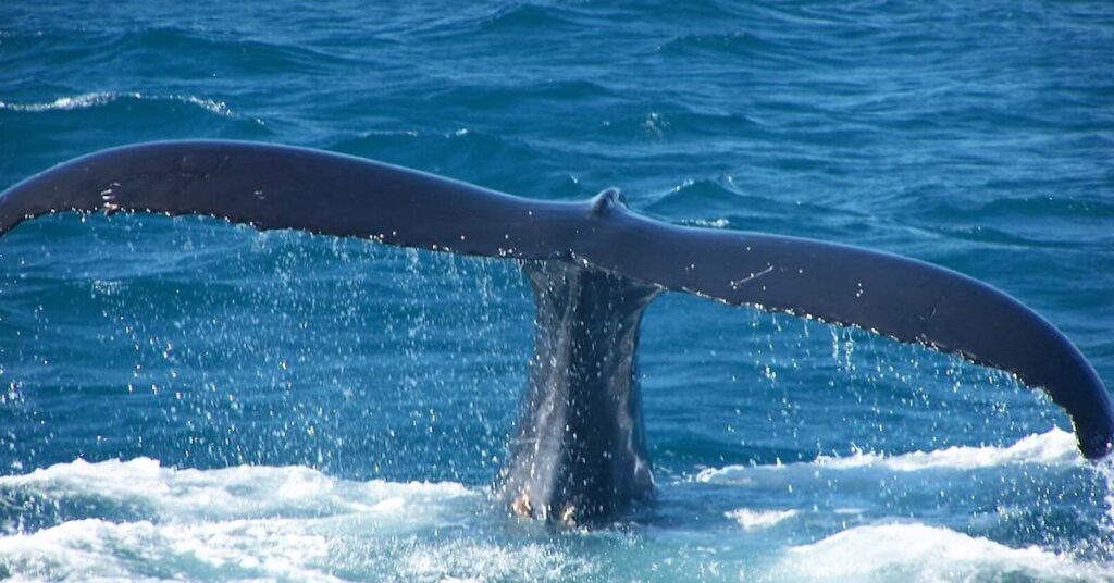 Έρευνα για τη νεκρή φάλαινα που εντοπίστηκε στην πλώρη πλοίου μεταφοράς κοντέινερ