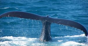 Έρευνα για τη νεκρή φάλαινα που εντοπίστηκε στην πλώρη πλοίου μεταφοράς κοντέινερ