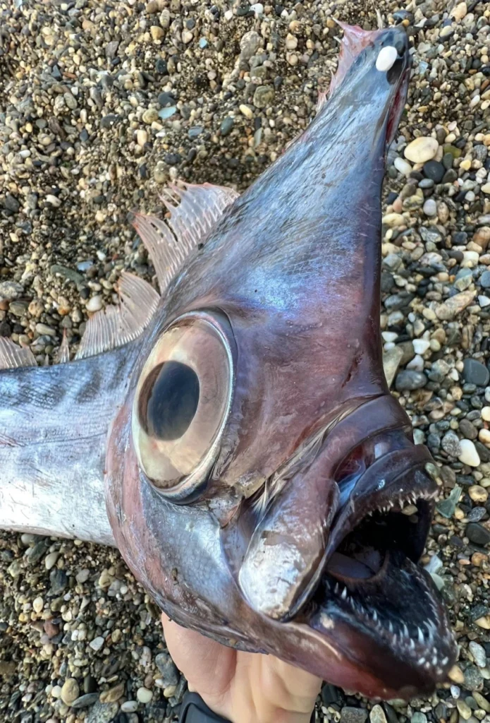 Σπάνιο ψάρι