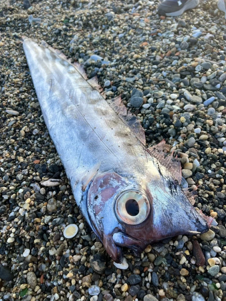 Σπάνιο ψάρι