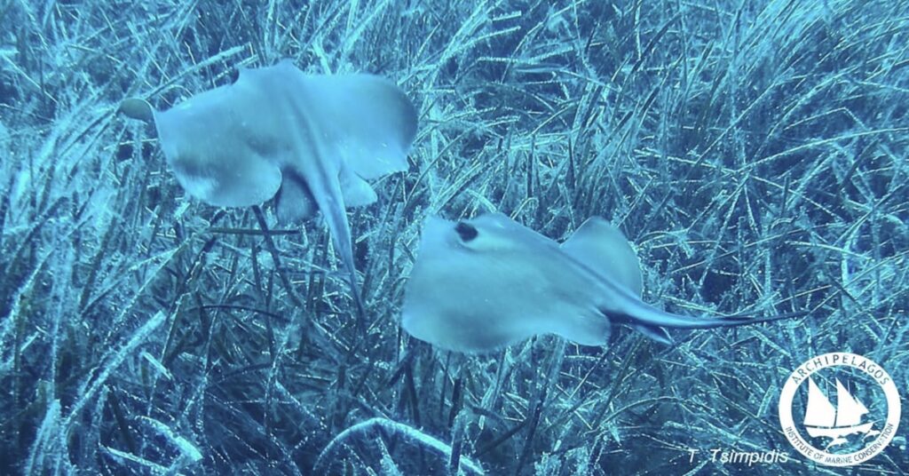Αρχική Σελίδα