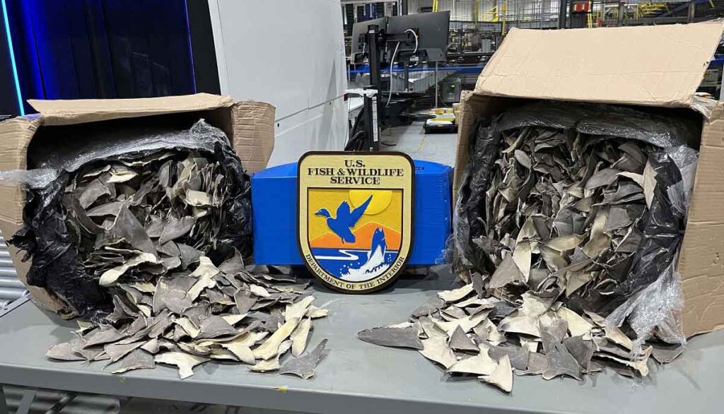 Κατάσχεση-μαμούθ: Πτερύγια καρχαρία σε φορτία «μαϊμού» ανταλλακτικών