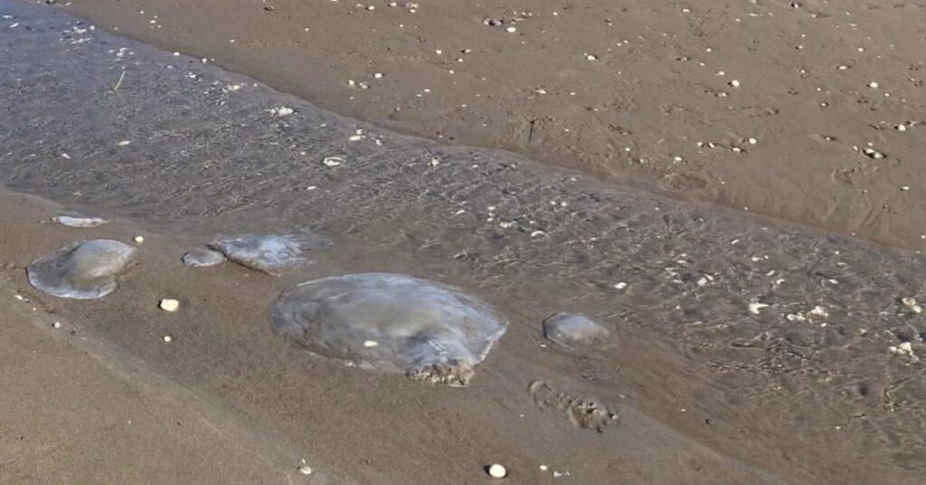 Αρχική Σελίδα