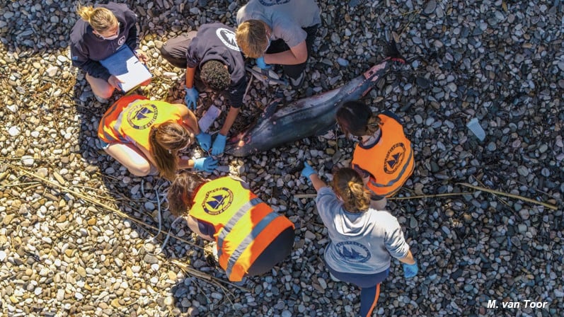 Νεαρό ζωνοδέλφινο εκβράστηκε στις βόρειες ακτές της Σάμου