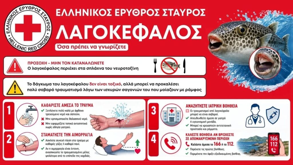 λαγοκέφαλο