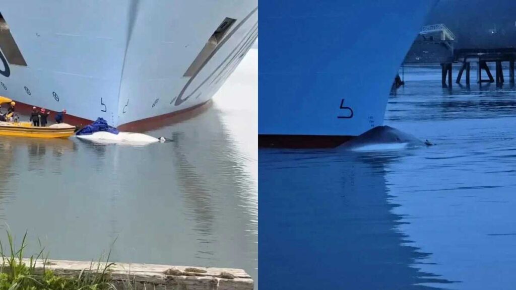 Κρουαζιερόπλοιο της Royal Caribbean έφτασε στην Αλάσκα με νεκρή φάλαινα στην πλώρη
