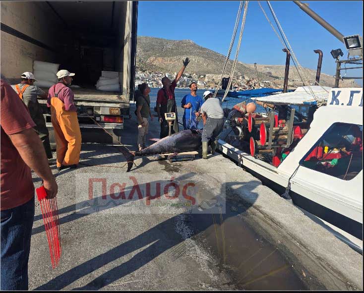 Ψαράς στη Κάλυμνο έπιασε γιγαντιαίο τόνο πάνω από 200 κιλά! - Εντυπωσιακές εικόνες