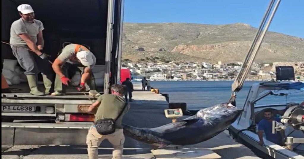 Ψαράς στη Κάλυμνο έπιασε γιγαντιαίο τόνο πάνω από 200 κιλά!