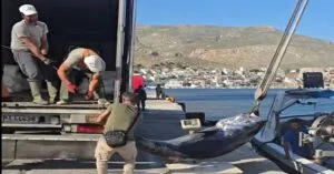 Ψαράς στη Κάλυμνο έπιασε γιγαντιαίο τόνο πάνω από 200 κιλά!