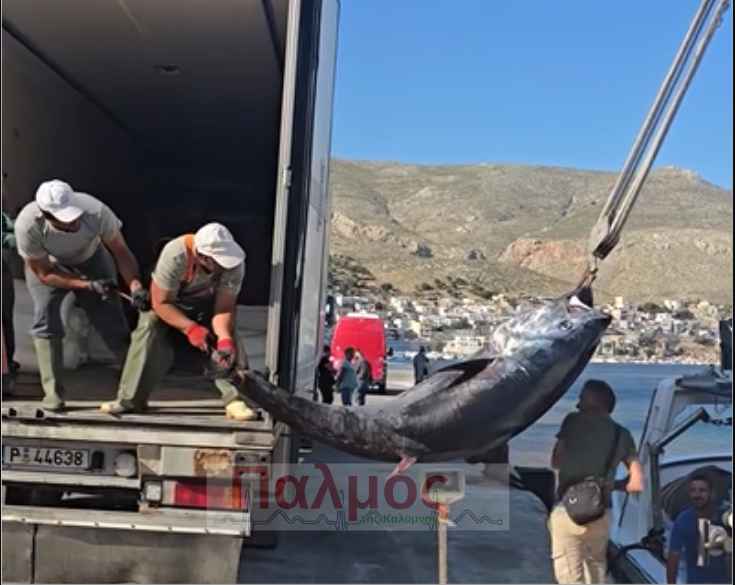Ψαράς στη Κάλυμνο έπιασε γιγαντιαίο τόνο πάνω από 200 κιλά! - Εντυπωσιακές εικόνες