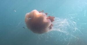 jellyfish_