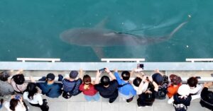 shark_korea_